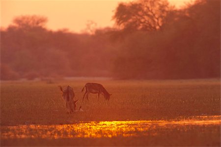 simsearch:841-03676725,k - Donkeys at sunset in swamps near Okavango River, Botswana, Africa Foto de stock - Direito Controlado, Número: 841-03869476