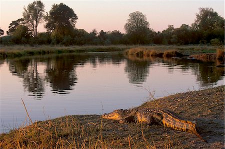 simsearch:841-03869429,k - Crocodile de repos au bord de la rivière Kwaï Moremi Game Reserve, Delta de l'Okavango, au Botswana, Afrique Photographie de stock - Rights-Managed, Code: 841-03869470