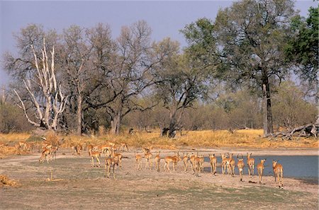 Impala pâturage Moremi Game Reserve, Delta de l'Okavango, au Botswana, Afrique Photographie de stock - Rights-Managed, Code: 841-03869471