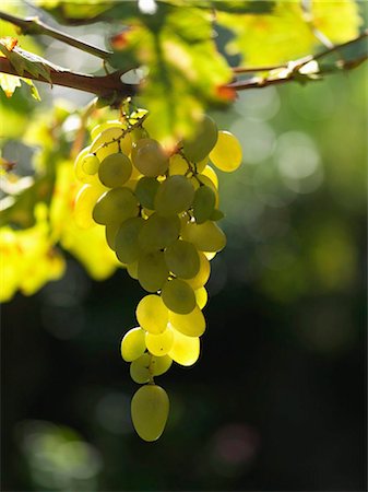 simsearch:841-07541035,k - White grapes, Lake Maggiore, Piedmont, Italy, Europe Stock Photo - Rights-Managed, Code: 841-03869536