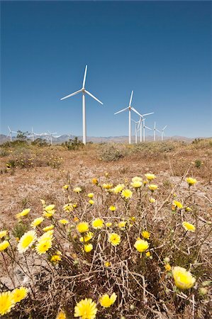 Wind farm and desert marigold (Baileya multiradiata), outside Palm Springs, California, United States of America, North America Stock Photo - Rights-Managed, Code: 841-03869786