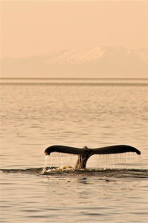 Baleines à bosse (Megaptera novaeangliae) dans le quartier de Five Finger Islands de Frederick Sound, sud-est de l'Alaska, États-Unis d'Amérique, Amérique du Nord Photographie de stock - Rights-Managed, Code: 841-03869803