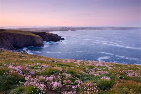Pink Sea Thrift wildflowers flowering on the clifftops at Trevose Head, Cornwall, England, United Kingdom, Europe Stock Photo - Rights-Managed, Code: 841-03869875