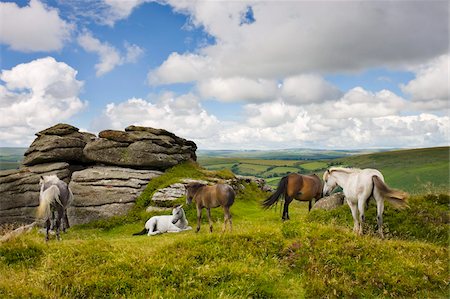 Troupeau de poney Dartmoor de Tor de Bell, Parc National de Dartmoor, Devon, Angleterre, Royaume-Uni, Europe Photographie de stock - Rights-Managed, Code: 841-03869870