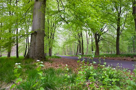 Verdant spring foliage around the Grand Avenue of Savernake Forest, Marlborough, Wiltshire, England, United Kingdom, Europe Stock Photo - Rights-Managed, Code: 841-03869873