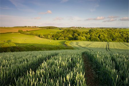 simsearch:841-03869869,k - Summer crop field in rural mid Devon looking towards the village of Morchard Bishop, Devon, England, United Kingdom, Europe Stock Photo - Rights-Managed, Code: 841-03869880