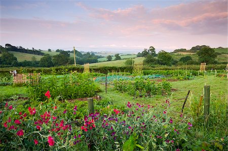 sweet pea - Flowering Sweet Peas growing on a rural allotment plot in the Mid Devon village of Morchard Bishop, Devon, England, United Kingdom, Europe Stock Photo - Rights-Managed, Code: 841-03869883