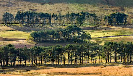 simsearch:841-03869928,k - Pine trees surrounding a low Upper Neuadd Reservoir in the Brecon Beacons National Park, Powys, Wales, United Kingdom, Europe Stock Photo - Rights-Managed, Code: 841-03869912