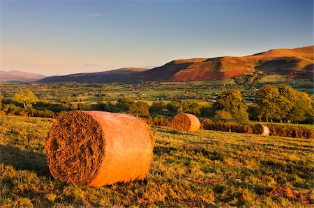 Bracken bales on Mynydd Illtud Common in the Brecon Beacons National Park, Powys, Wales, United Kingdom, Europe Foto de stock - Con derechos protegidos, Código: 841-03869913