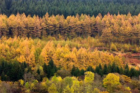 row autumn trees - Rows of deciduous and coniferous trees in autumn colours, Brecon Beacons National Park, Powys, Wales, United Kingdom, Europe Stock Photo - Rights-Managed, Code: 841-03869928