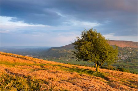 Hawthorn tree and Usk Valley near Abergavenny from the slopes of Sugar Loaf mountain, Brecon Beacons National Park, Monmouthshire, Wales, United Kingdom, Europe Stock Photo - Rights-Managed, Code: 841-03869987