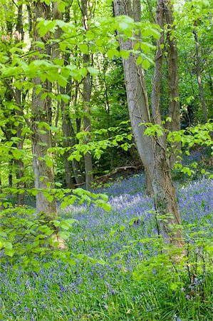 simsearch:841-03869928,k - Common bluebells (Hyacinthoides non-scripta) growing in Coed Cefn woods, Brecon Beacons National Park, Powys, Wales, United Kingdom, Europe Stock Photo - Rights-Managed, Code: 841-03869991