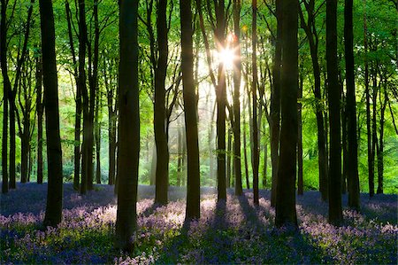 Early morning sunlight in West Woods bluebell woodland, Lockeridge, Wiltshire, England, United Kingdom, Europe Fotografie stock - Rights-Managed, Codice: 841-03870004