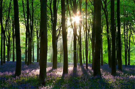 simsearch:841-03063131,k - Sonnenlicht am frühen Morgen im Westen Woods Bluebell Waldland, Lockeridge, Wiltshire, England, Vereinigtes Königreich, Europa Stockbilder - Lizenzpflichtiges, Bildnummer: 841-03870004