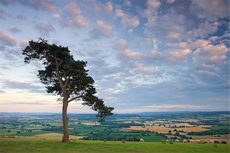 Pine tree on Raddon Hill, looking over agricultural countryside, Mid Devon, England, United Kingdom, Europe Stock Photo - Rights-Managed, Code: 841-03870027