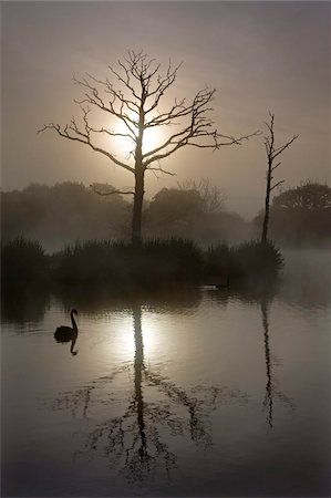 swan not waterfowl - Misty summer morning on a fishing lake with dead trees and a swan, Morchard Road, Devon, England, United Kingdom, Europe Stock Photo - Rights-Managed, Code: 841-03870022