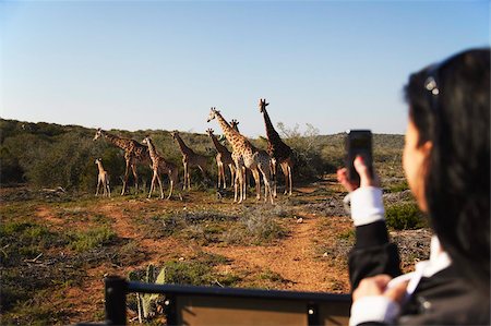 Woman photographing giraffes, Addo Elephant Park, Eastern Cape, South Africa, Africa Foto de stock - Con derechos protegidos, Código: 841-03870036