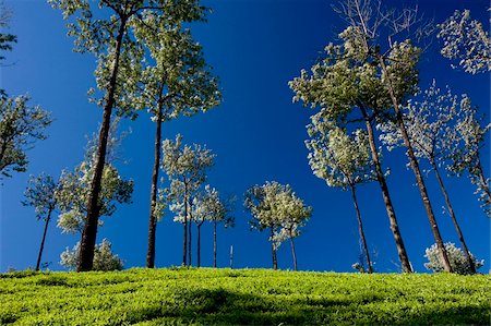 Tea gardens in Devikulam, Munnar, Kerala, India, Asia Fotografie stock - Rights-Managed, Codice: 841-03870221