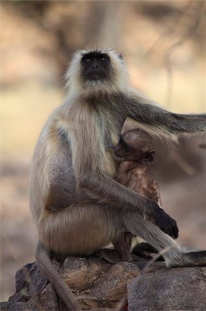 ranthambore - Langur monkey with baby, (Semnopithecus entellus), Ranthambore National Park, Rajasthan, India, Asia Stock Photo - Rights-Managed, Code: 841-03870354
