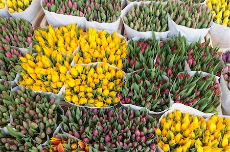 Tulips on display in the Bloemenmarkt (flower market), Amsterdam, Netherlands, Europe Stock Photo - Rights-Managed, Code: 841-03870452