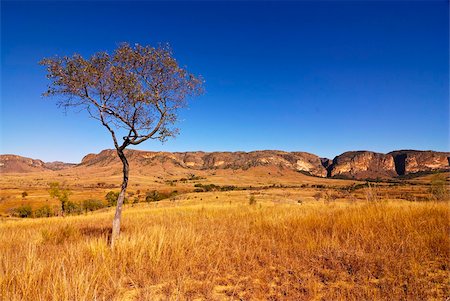 simsearch:841-03870150,k - Isalo National Park, Madagascar, Africa Foto de stock - Con derechos protegidos, Código: 841-03870847