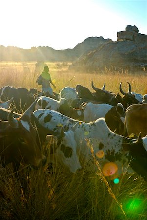 Vaches marchant dans les herbes hautes dans le Parc National d'Isalo, Madagascar, Afrique Photographie de stock - Rights-Managed, Code: 841-03870841