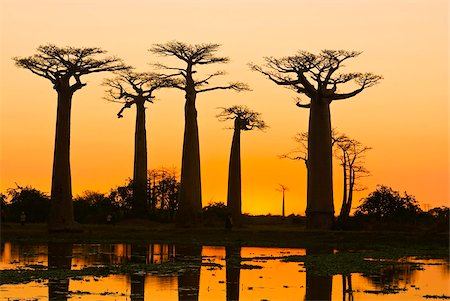 Avenue de Baobabs au coucher du soleil, Madagascar, Afrique Photographie de stock - Rights-Managed, Code: 841-03870864