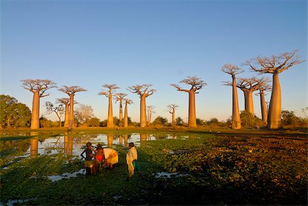 People fishing at the Avenue de Baobabs at sunset, Madagascar, Africa Stock Photo - Rights-Managed, Code: 841-03870868