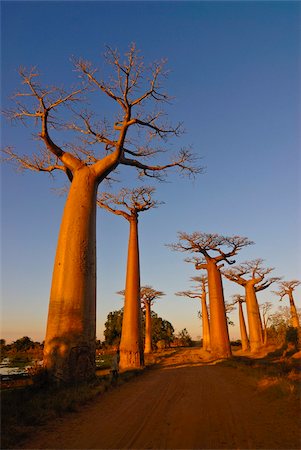 Avenue de Baobabs au coucher du soleil, Madagascar, Afrique Photographie de stock - Rights-Managed, Code: 841-03870870