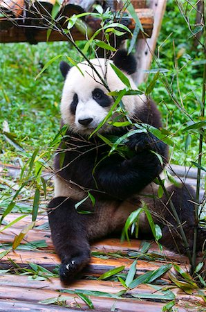 Giant panda (Ailuropoda melanoleuca) at the Panda Bear reserve, Chengdu, Sichuan, China, Asia Foto de stock - Direito Controlado, Número: 841-03870987