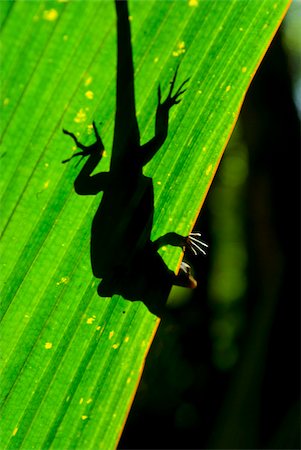 praslin island - Little Gecko behind a illuminated palm leaf, Vallee de Mai, UNESCO World Heritage Site, Praslin, Seychelles, Africa Foto de stock - Direito Controlado, Número: 841-03871132