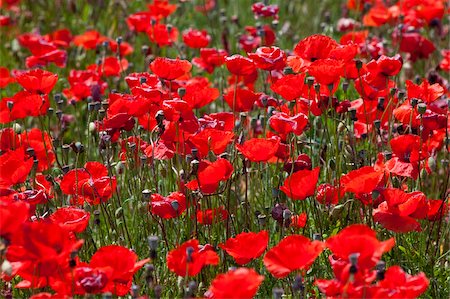 Coquelicots, province de Padoue, Vénétie, Italie, Europe Photographie de stock - Rights-Managed, Code: 841-03871319