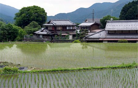 flotante - Nouvellement planté des plants de riz dans une rizière inondée dans le rural Ohara village de Kyoto, Japon, Asie Photographie de stock - Rights-Managed, Code: 841-03871360