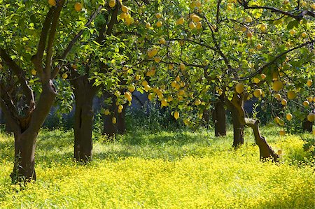 fruit orchards of europe - Lemons growing on trees in grove, Sorrento, Campania, Italy, Europe Stock Photo - Rights-Managed, Code: 841-03871626