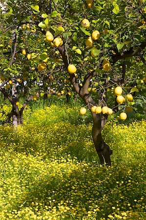 Citrons qui poussent sur les arbres en plantation, Sorrento, Campanie, Italie, Europe Photographie de stock - Rights-Managed, Code: 841-03871627