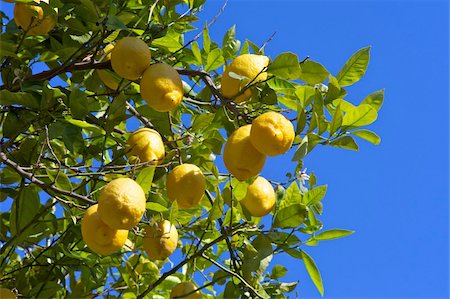 fruit orchards of europe - Lemons growing on tree in grove, Sorrento, Campania, Italy, Europe Stock Photo - Rights-Managed, Code: 841-03871628