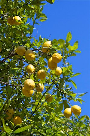 fruit orchards of europe - Lemons growing on tree in grove, Sorrento, Campania, Italy, Europe Stock Photo - Rights-Managed, Code: 841-03871629