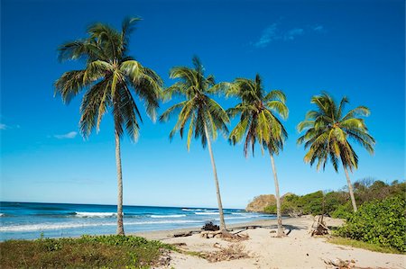 Palm trees on Playa Guiones beach on the Pacific coast, Nosara, Nicoya Peninsula, Guanacaste Province, Costa Rica, Central America Stock Photo - Rights-Managed, Code: 841-03871620