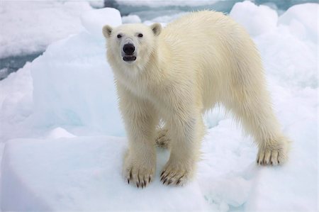 Polar bear on sea ice off coast of Spitzbergen, Svalbard, Arctic Norway, Scandinavia, Europe Stock Photo - Rights-Managed, Code: 841-03871710