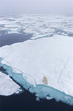 polaire - Ours polaire sur la glace de mer au large de côte du Spitzberg, Svalbard, Norvège Arctique, Scandinavie, Europe Photographie de stock - Rights-Managed, Code: 841-03871712