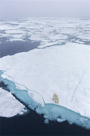 polar bears not people not illustration - Polar bear on sea ice off coast of Spitzbergen, Svalbard, Arctic Norway, Scandinavia, Europe Stock Photo - Rights-Managed, Code: 841-03871712