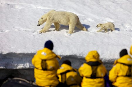 polar bear cubs in snow - Tourists in zodiac inflatable watch polar bear mother and six month old cub in snow, Holmiabukta, Northern Spitzbergen, Svalbard, Arctic Norway, Scandinavia, Europe Foto de stock - Con derechos protegidos, Código: 841-03871720