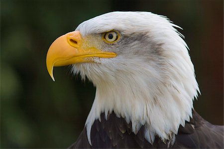 eagle - Bald eagle in captivity, Hampshire, England, United Kingdom, Europe Stock Photo - Rights-Managed, Code: 841-03872726