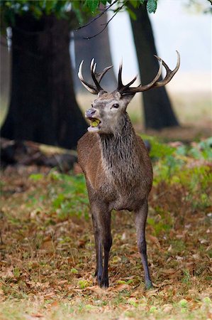 richmond park - Red deer (Cervus elaphus) stag portrait, Richmond Park, Surrey, England, United Kingdom, Europe Foto de stock - Con derechos protegidos, Código: 841-03872732