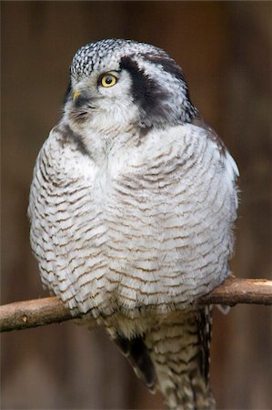 photos of owl in tree - Northern hawk owl (Surnia ulula) portrait, controlled conditions, United Kingdom, Europe Foto de stock - Con derechos protegidos, Código: 841-03872746