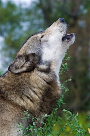 Grey wolf, Indiana, United States of America, North America Stock Photo - Rights-Managed, Code: 841-03872774