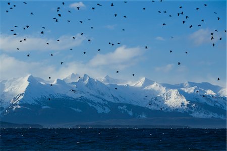 flock of birds in flight - Flock of crows battles the wind as they take to the air, Eagle Beach State Recreation Area, Chilkat Mountains, Inside Passage, Southeast Alaska, Winter Stock Photo - Rights-Managed, Code: 854-05974159