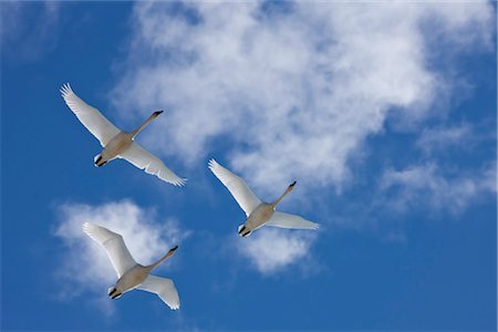 Trumpeter swans in flight overhead during Spring migration, Marsh Lake, Yukon Territory, Canada Foto de stock - Con derechos protegidos, Código: 854-05974209