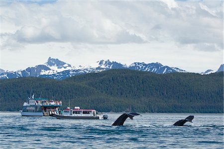 simsearch:854-03538698,k - Tourists on a tour boat watch Humpback Whales fluking at Point Retreat Lighthouse, Inside Passage, Southeast Alaska, Summer Stock Photo - Rights-Managed, Code: 854-05974214