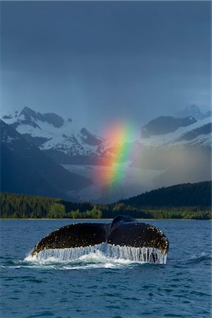 COMPOSITE: Bright rainbow appears over Eagle Beach after a rain shower with a fluking Humpback Whale in the foreground, Inside Passage, Southeast Alaska, Summer Foto de stock - Con derechos protegidos, Código: 854-05974215